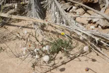 Whole plant