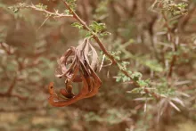 Vachellia gerrardi fruits