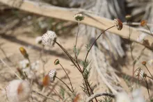 Lasiospermum brachyglossum flower