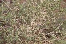 Caroxylon imbricatum leaves and branches