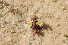 Mesembryanthemum nodiflorum
