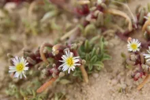 Mesembryanthemum nodiflorum flower