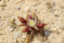 Mesembryanthemum cryptanthum flower