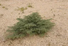Whole plant