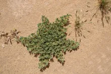 Whole plant