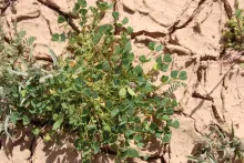 Whole plant