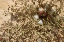 Spergularia diandra fruits