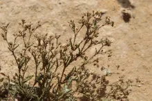 Whole plant