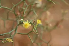 Launaea spinosa flower