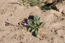Diplotaxis acris leaves