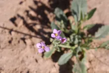 Diplotaxis acris flowers
