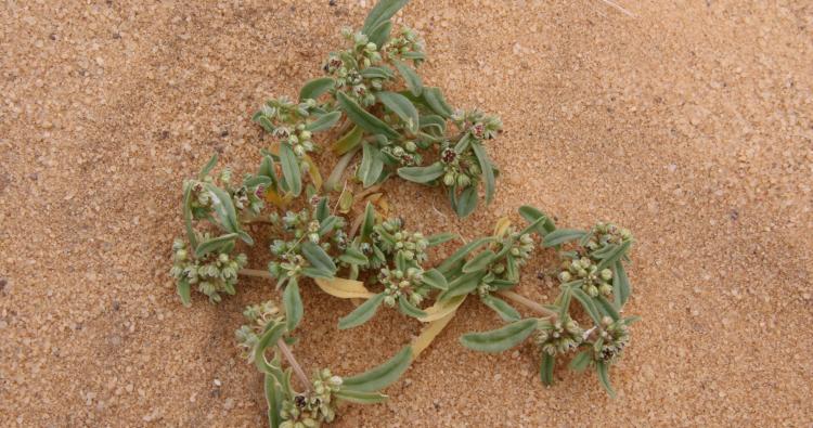 Whole plant