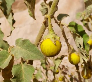 Solanum incanum fruit
