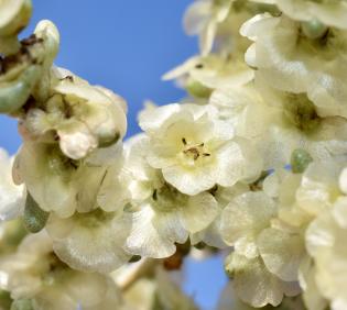 Haloxylon salicornicum fruits