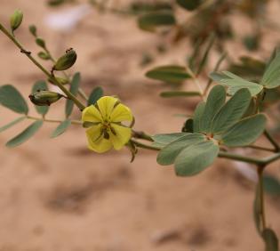 Senna italica flower