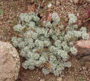 Whole plant