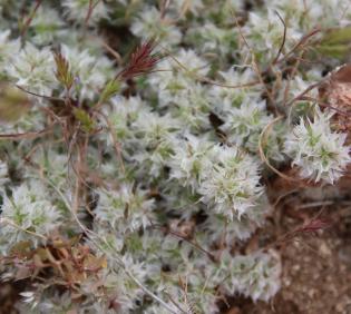Whole plant