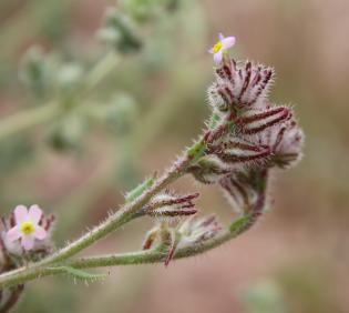 Flowers of Anchusa milleri