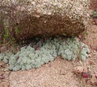 Whole plant