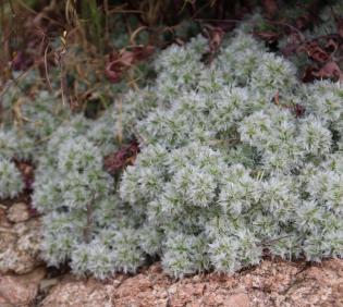 Whole plant