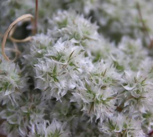 Whole plant