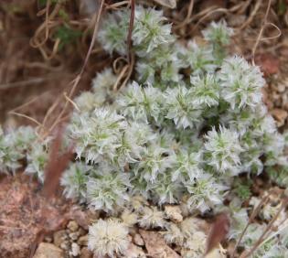 Whole plant