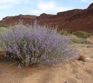 Whole plant