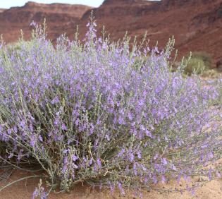 Whole plant
