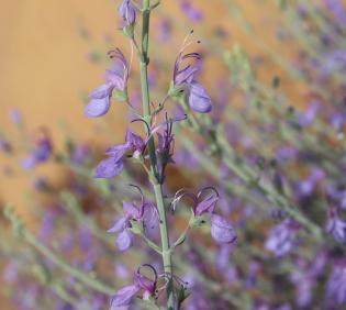 Teucrium oliverianum flowers