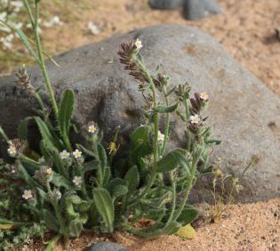 Whole plant