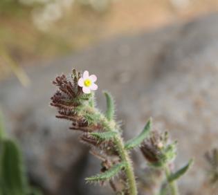 Flowers of Anchusa milleri