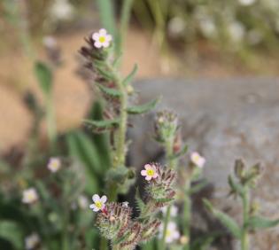 Flowers of Anchusa milleri