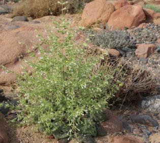 Whole plant