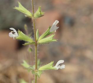 Salvia spinosa flowers