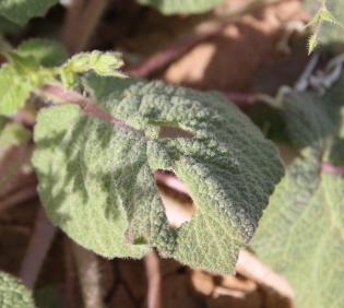 Salvia spinosa leaf
