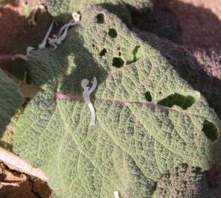 Salvia spinosa leaf