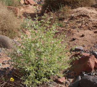 Whole plant