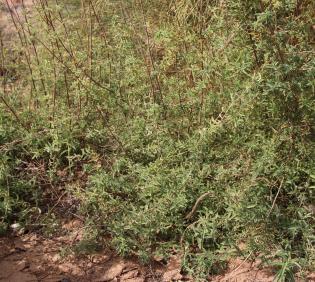 Whole plant