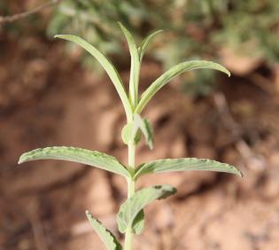 Mentha longifolia leaves