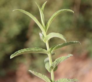 Mentha longifolia leaves