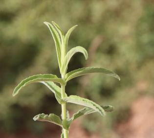 Mentha longifolia leaves