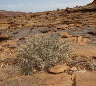 Whole plant