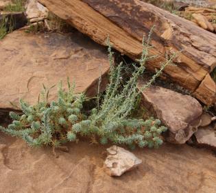 Whole plant