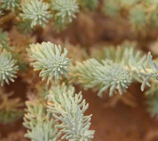 Reaumuria hirtella leaves