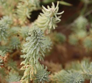 Reaumuria hirtella leaves