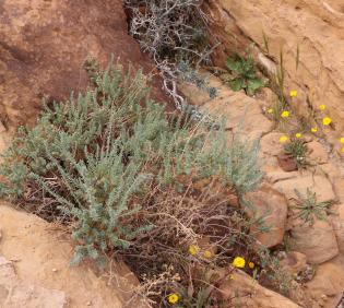 Whole plant