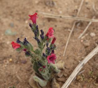 Whole plant