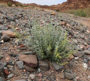 Whole plant