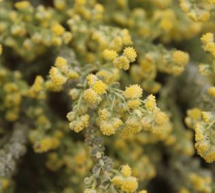 Artemisia judaica flowers