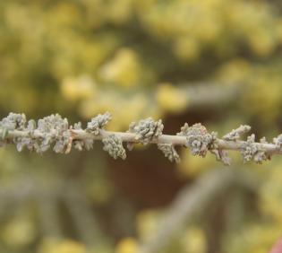 Artemisia judaica leaves
